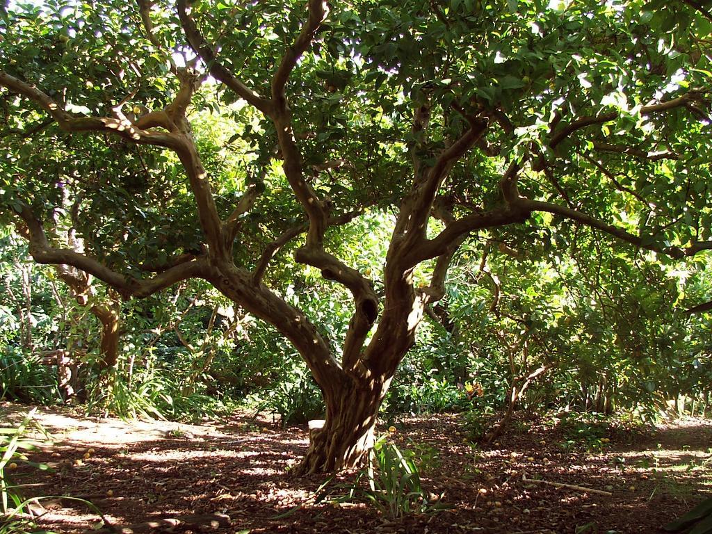 Quinta Das Buganvilias Castelo Branco  Luaran gambar